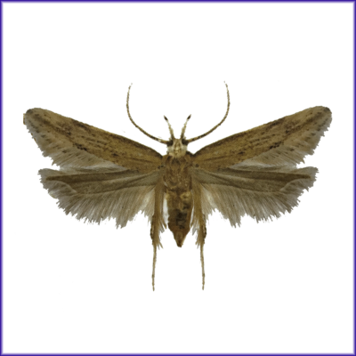 stored product moths j f oakes angoumois grain moths