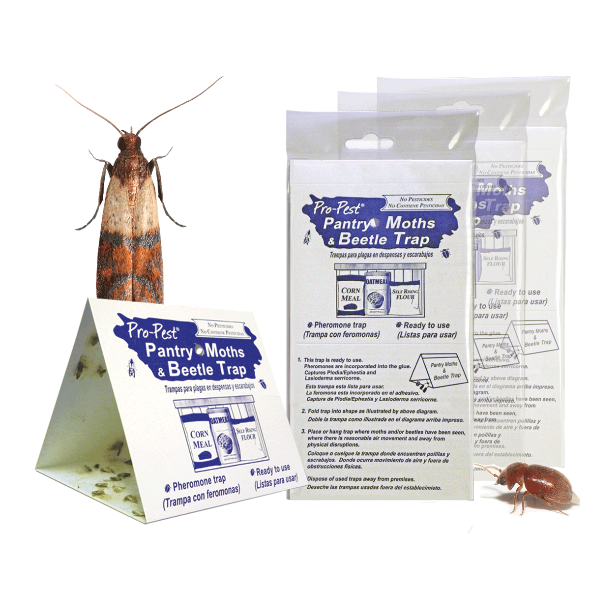 Mediterranean Flour Moth J F Oakes