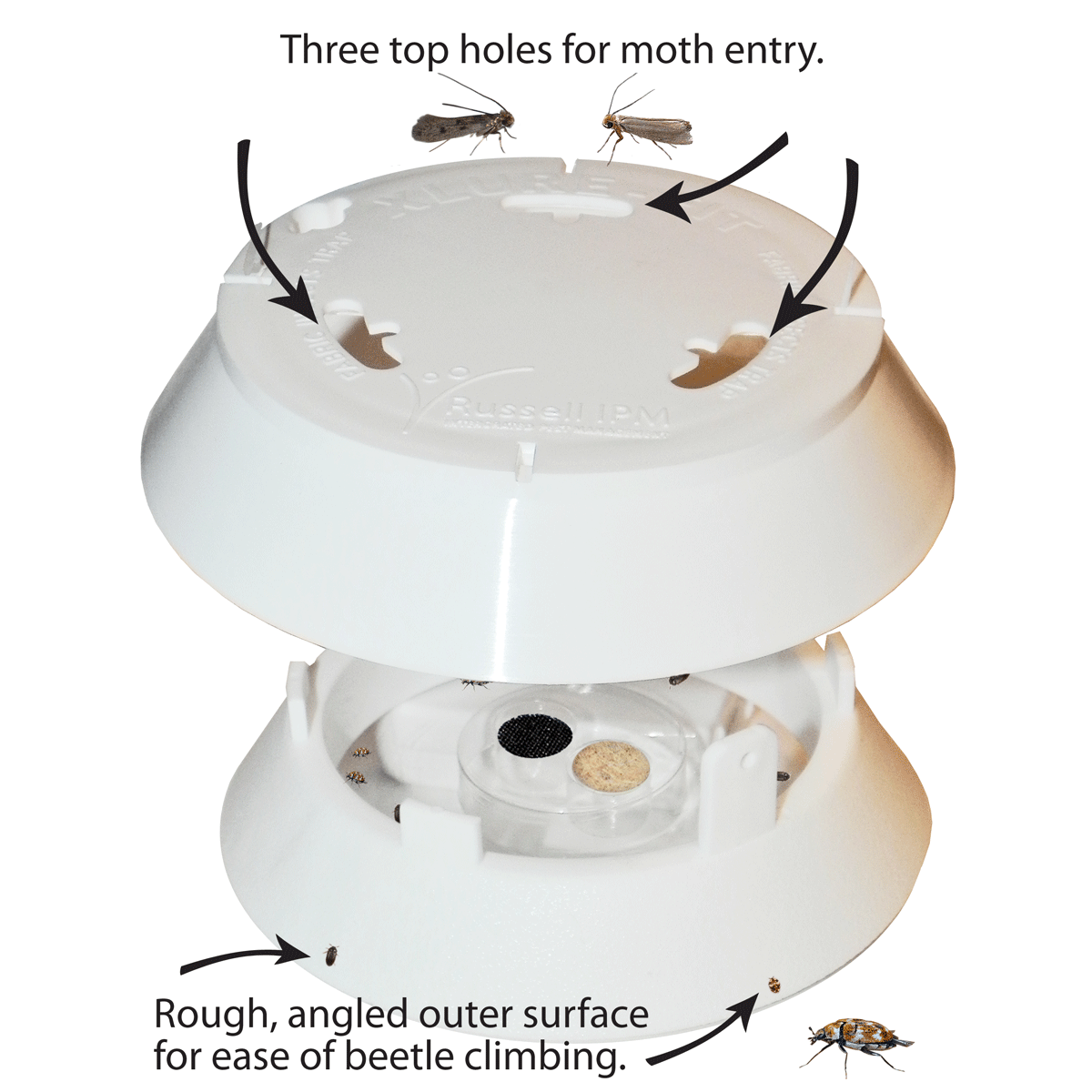 Black Carpet Beetles Pheromones and Lures — Insects Limited