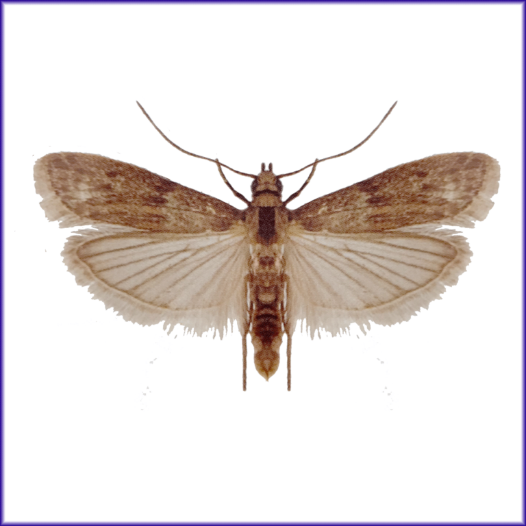 Almond Moth J.F. Oakes