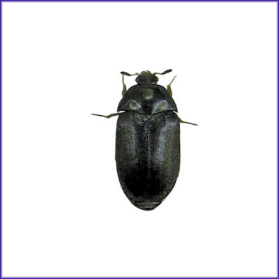 Black Carpet Beetle