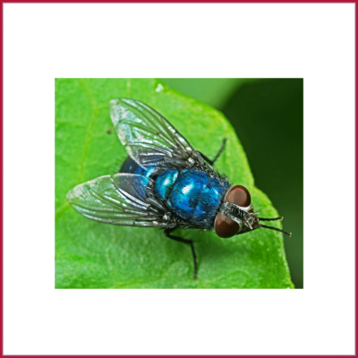 Blow, BlueBottle & GreenBottle Flies