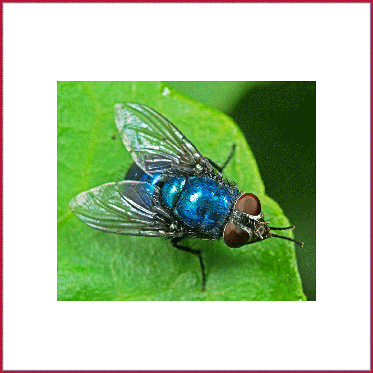 Blow, BlueBottle & GreenBottle Flies J.F.