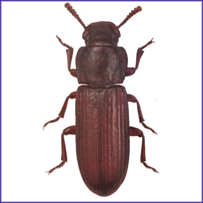 Confused Flour Beetle