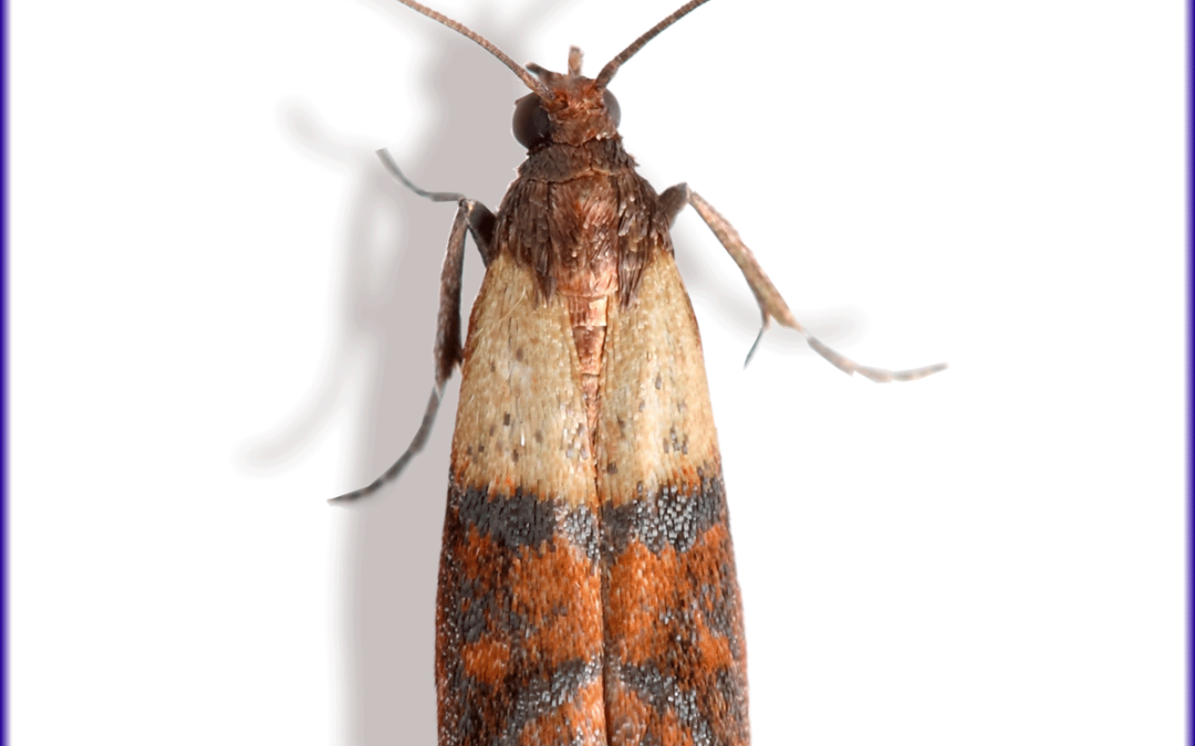 Indian Meal Moth