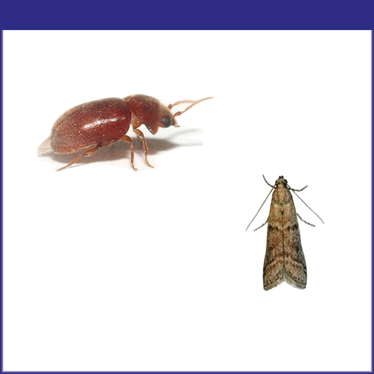 Stored Product Insects | J.F. Oakes