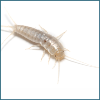 Silverfish