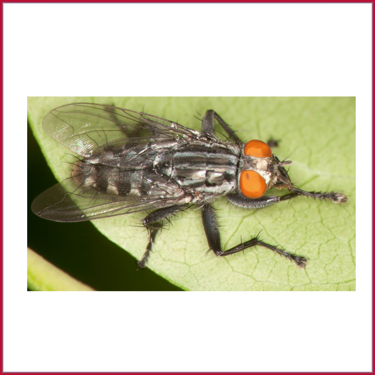 Flying Insects J.F. Oakes