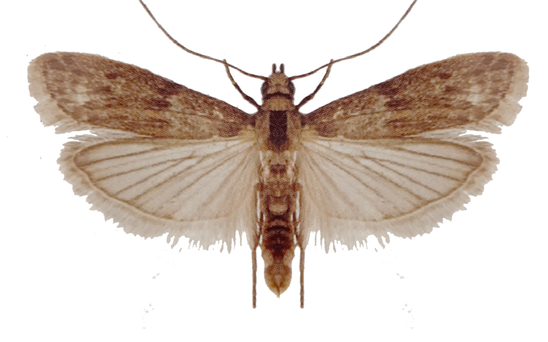 Almond Moth