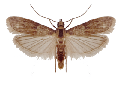 Almond Moth