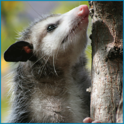 Opossums