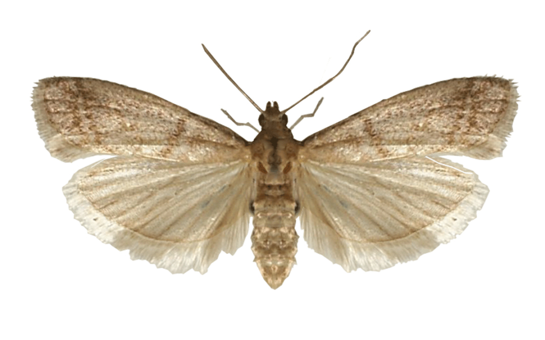 Tobacco Moth