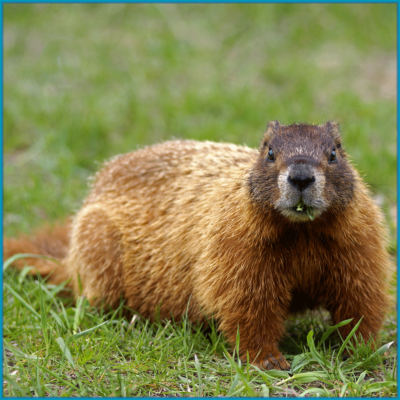 Groundhogs/Woodchucks