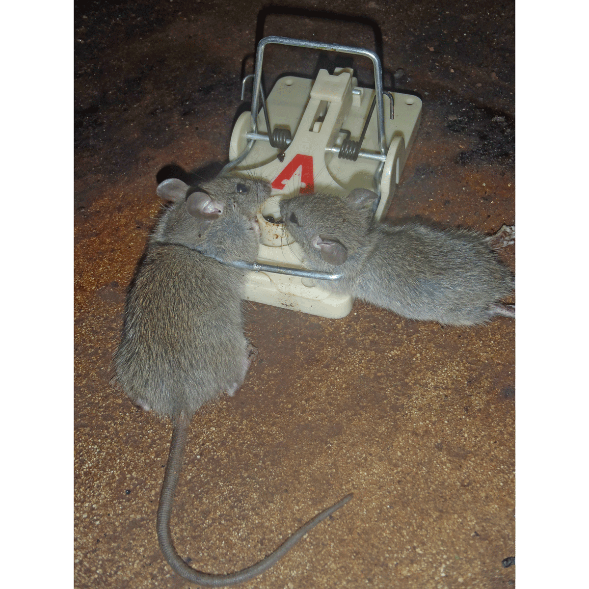 Pro-Pest Rat & Mouse Lure Macadamia Nut- Prof 32 cc Syringes