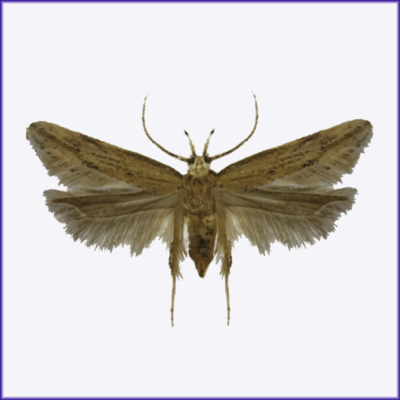 Angoumois Grain Moth