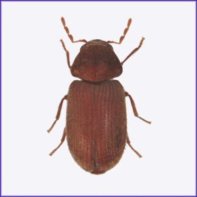 Drug Store Beetle