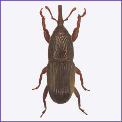 Granary Weevil/Grain Weevil/Wheat Weevil