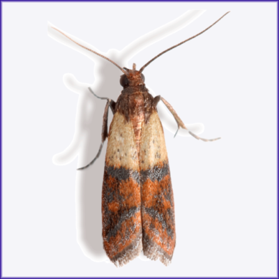 Indian Meal Moth