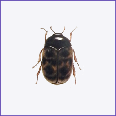 Khapra Beetle