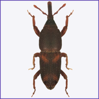 Maize Weevil