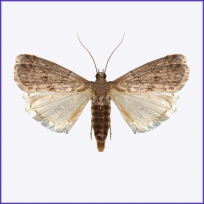 Mediterranean Flour Moth