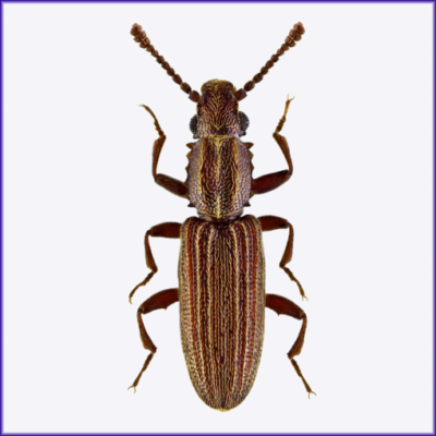 Merchant Grain Beetle