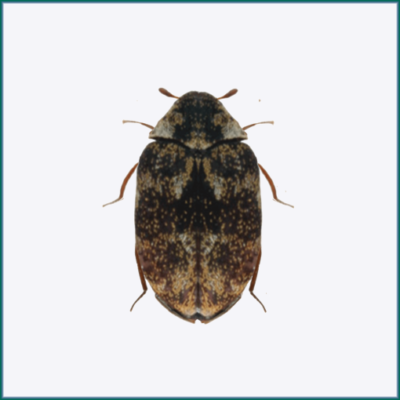 Museum Beetle