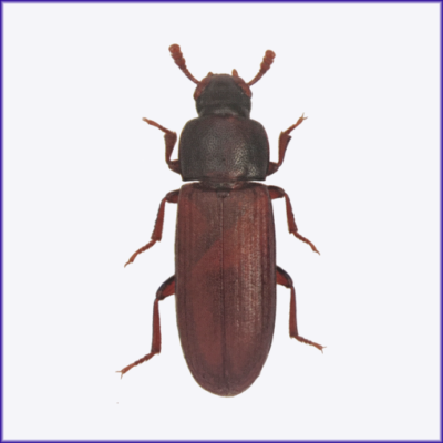 Red Flour Beetle