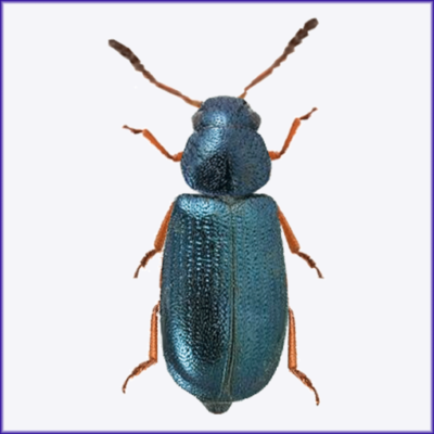 Red-legged Ham Beetle