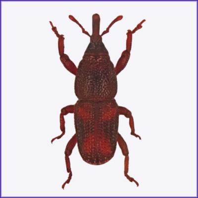 Rice Weevil