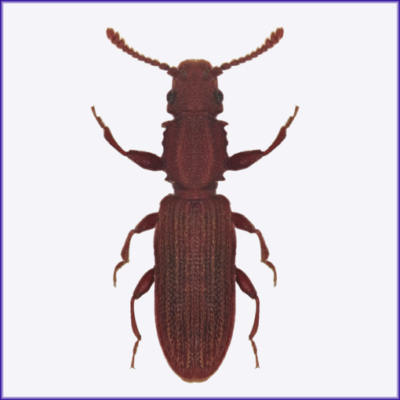 Sawtoothed Grain Beetle