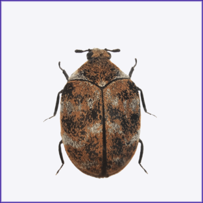 Varied Carpet Beetle