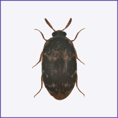 Warehouse Beetle