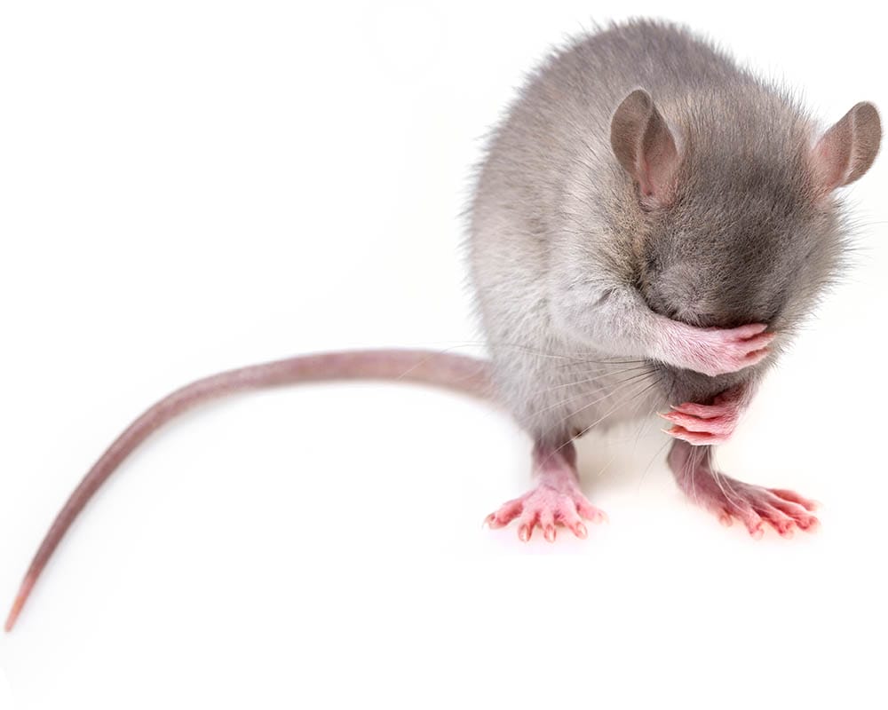 A little mouse hides it's eyes. A little mouse hides it's eyes.